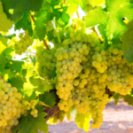 Ripe chardonnay grapes ready fro harvest