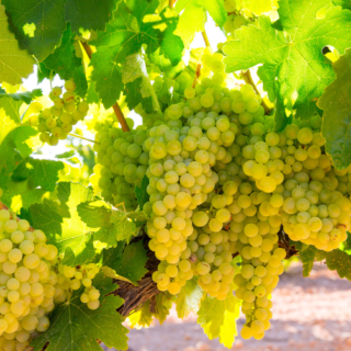 Ripe chardonnay grapes ready fro harvest