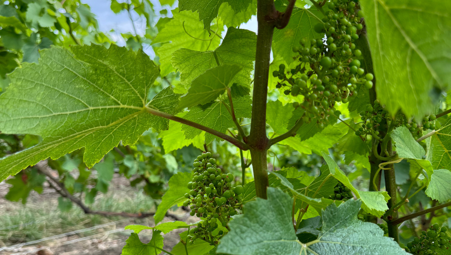 Baby grapes, or fruit set, of chardonnay grpaes in the Cote de Blancs