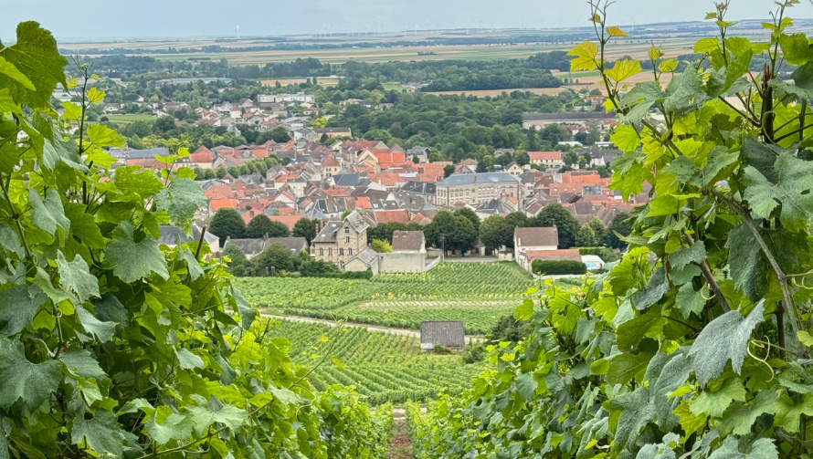 rows of chardonnay in the cote des blancs looking toward Vertus